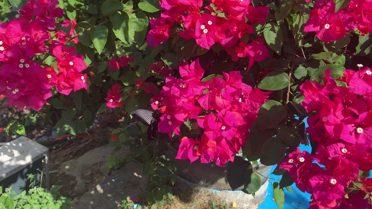 蝴蝶飞舞