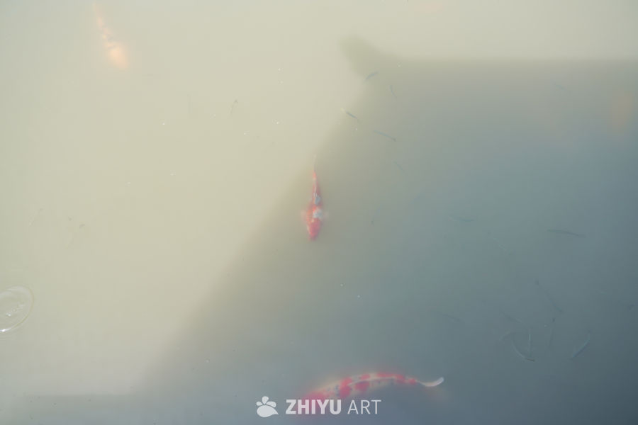 公园人工湖里的锦鲤 2
