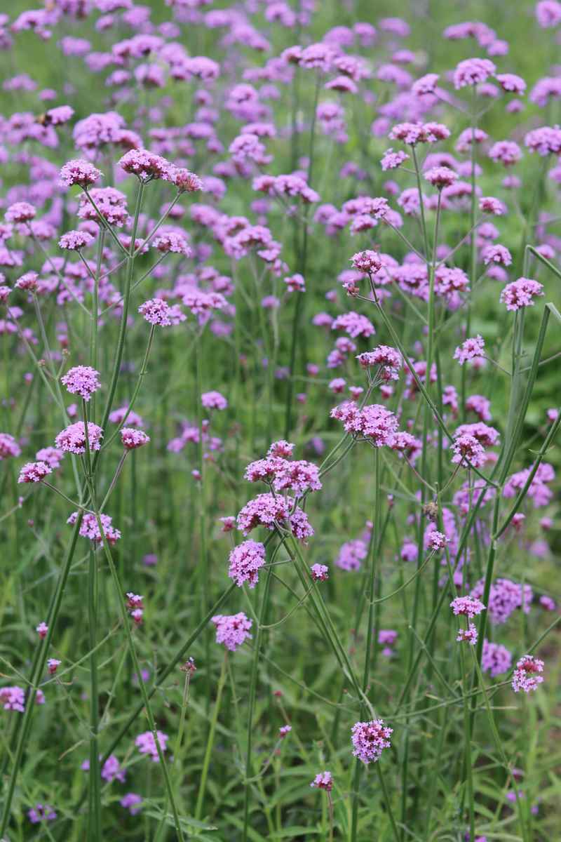 马鞭草花