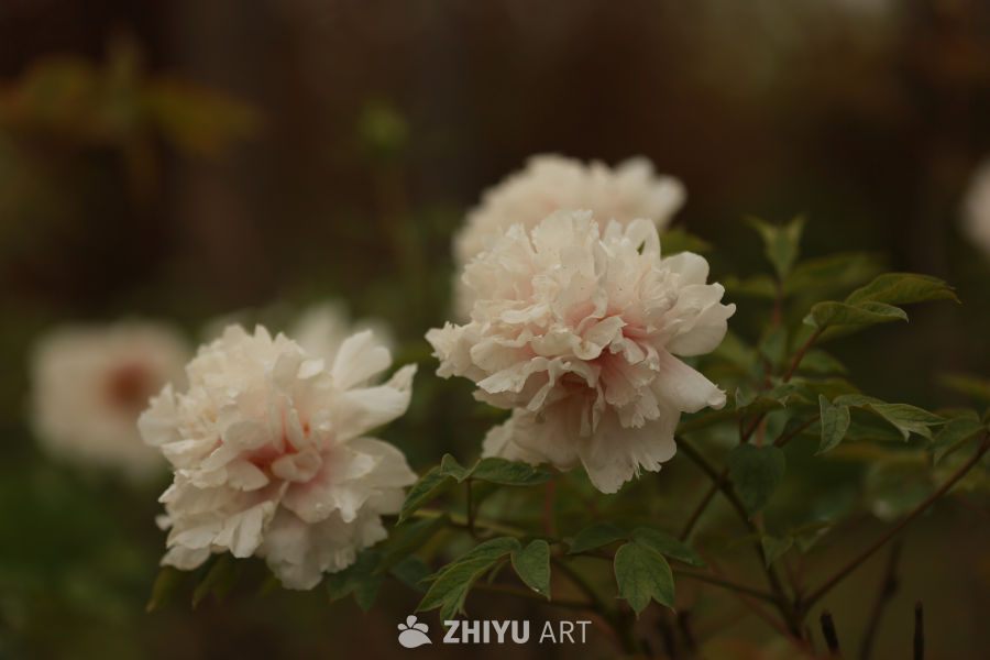 静谧的白花