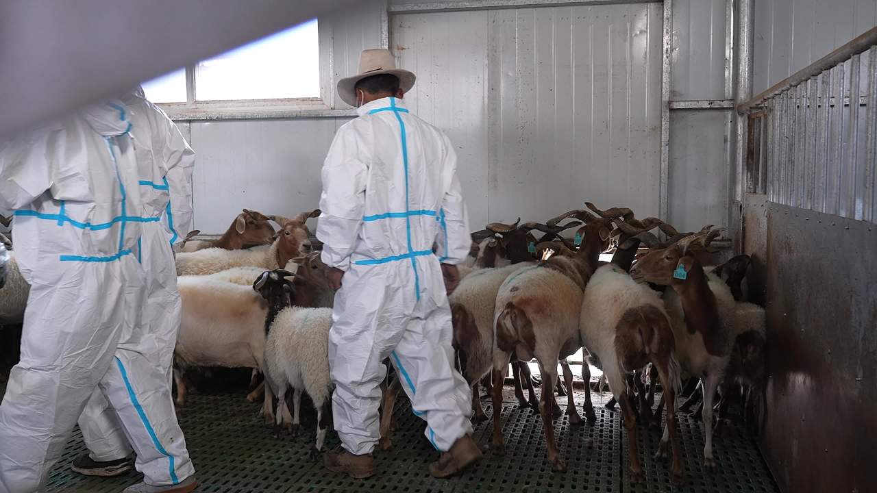 山羊养殖防疫工作