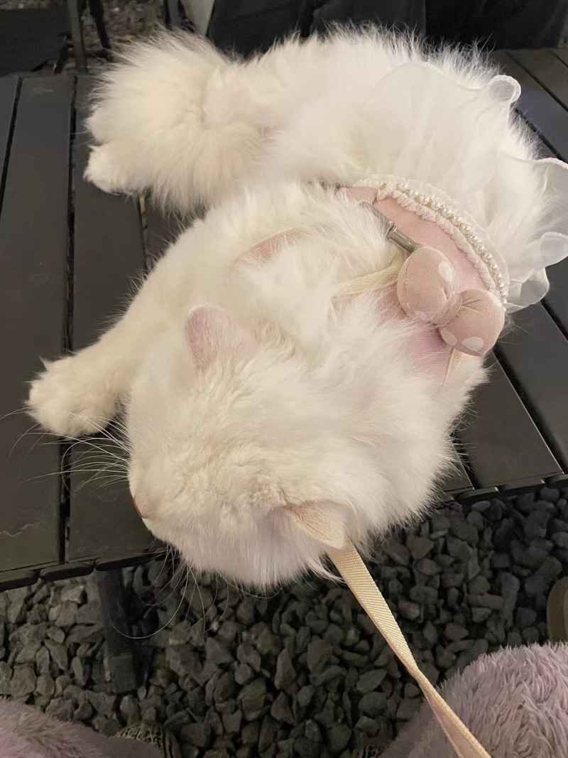 可爱的猫猫，谁能抗拒呢 1