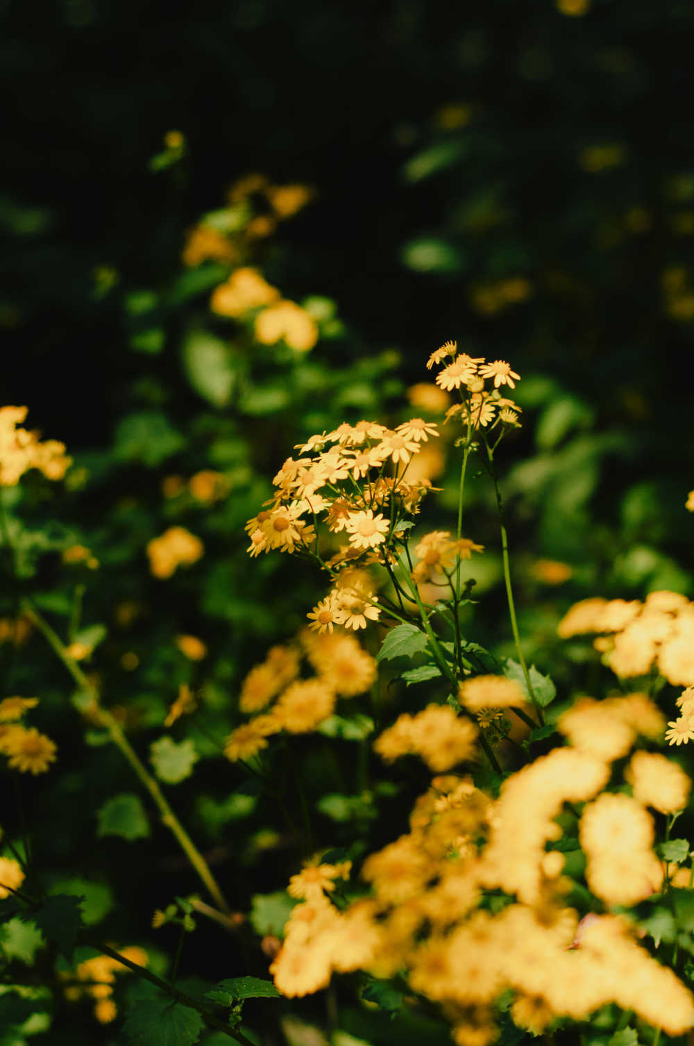 野菊花