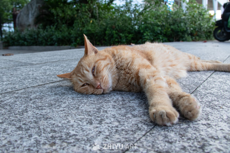 猫 12