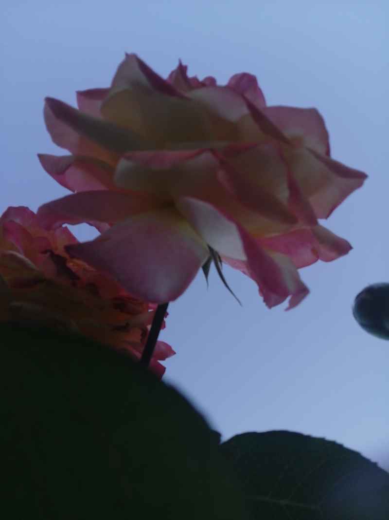 玫瑰香透天