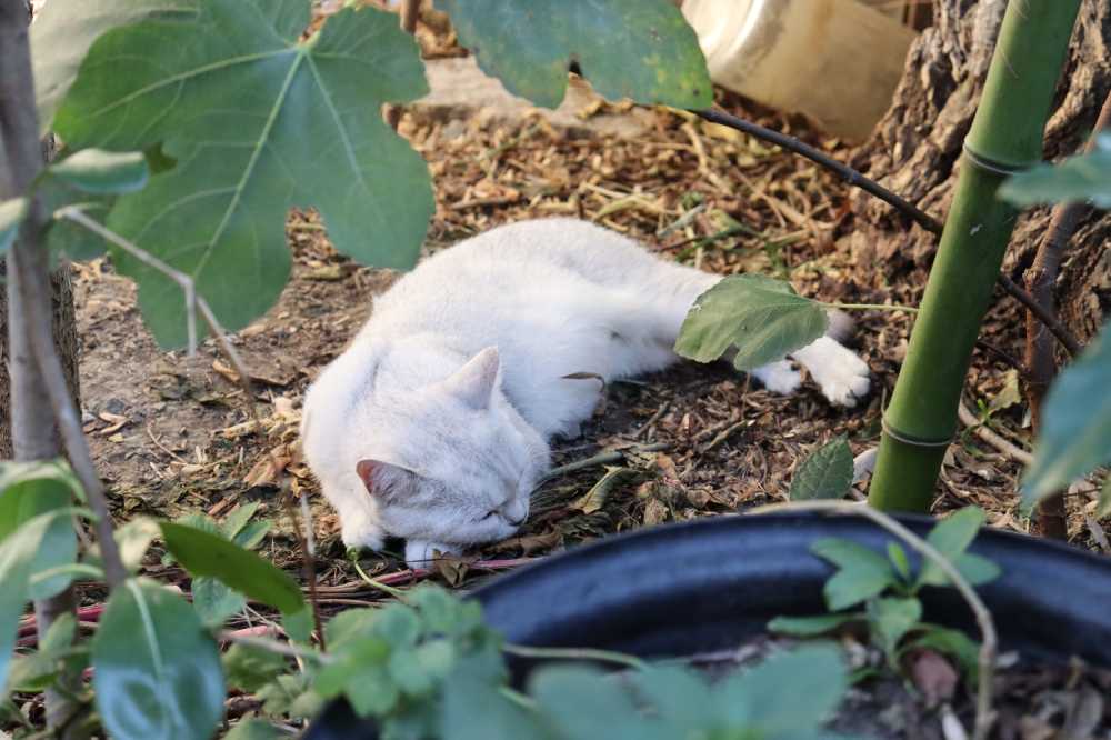 猫咪