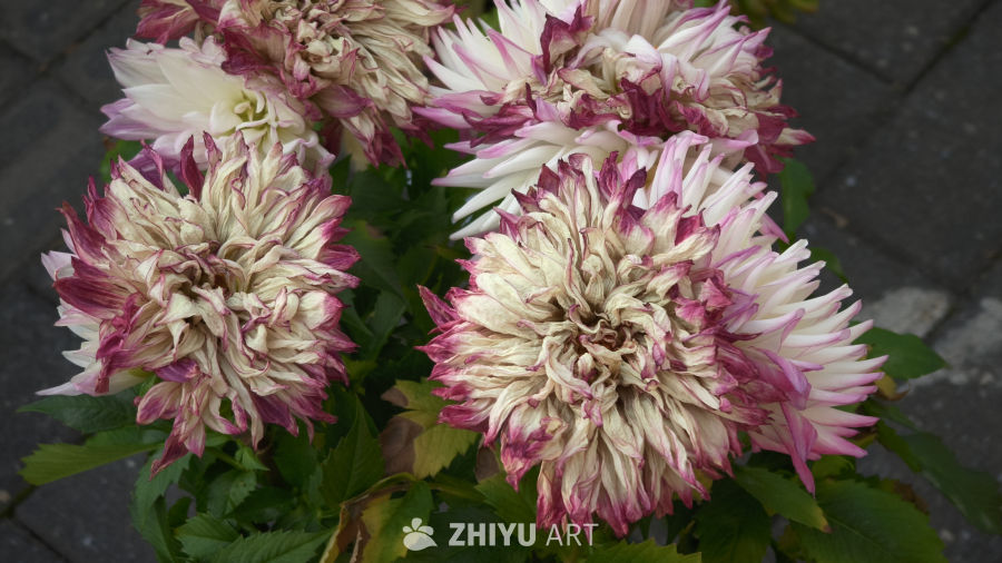 鲜花虽然干枯，但依旧绽放