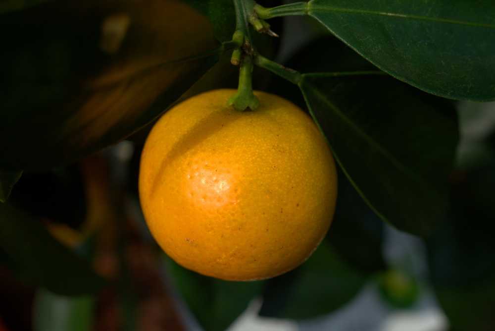 橙生物柑橘类水果
