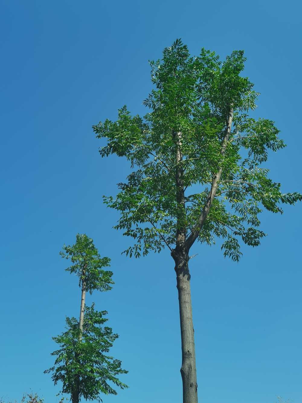 父子TREE