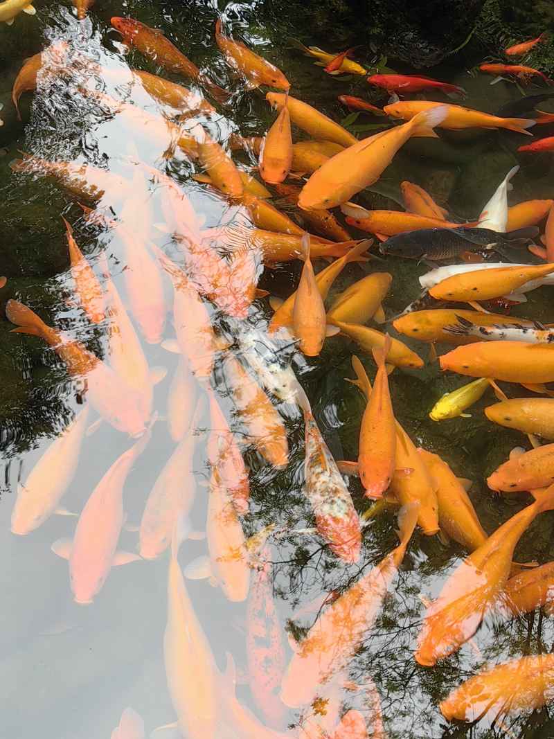 金鱼