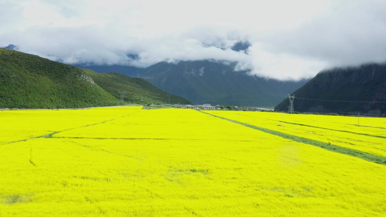 航拍波密桃花沟内的大片油菜花