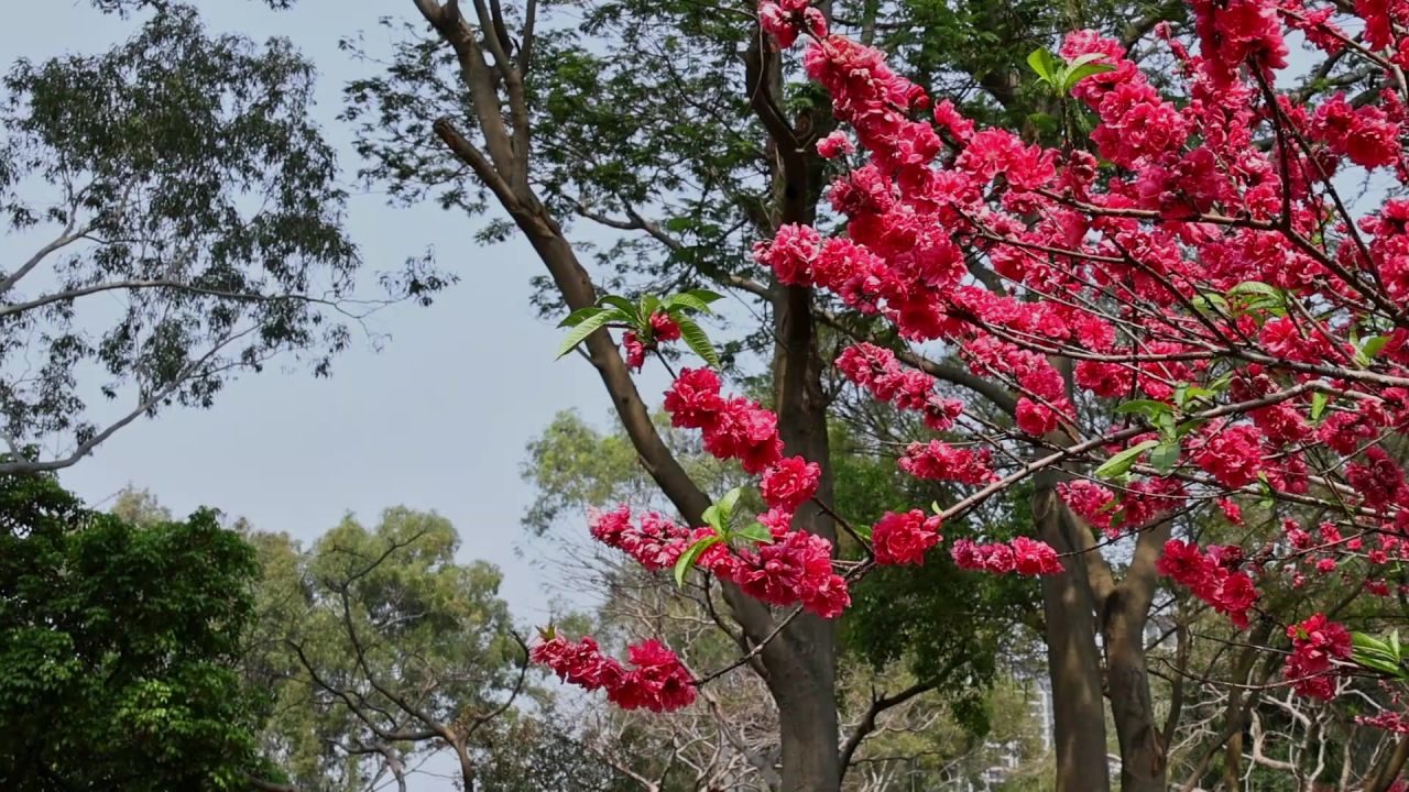 春暖花开桃花盛开 4