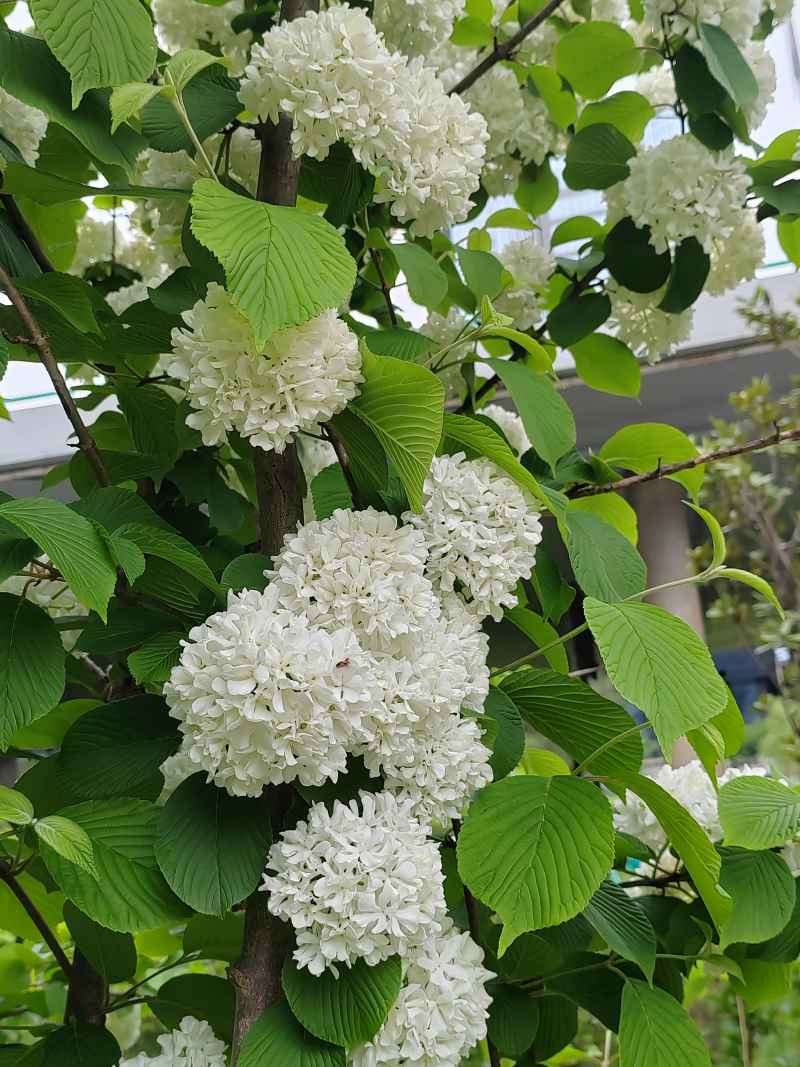 绣球花