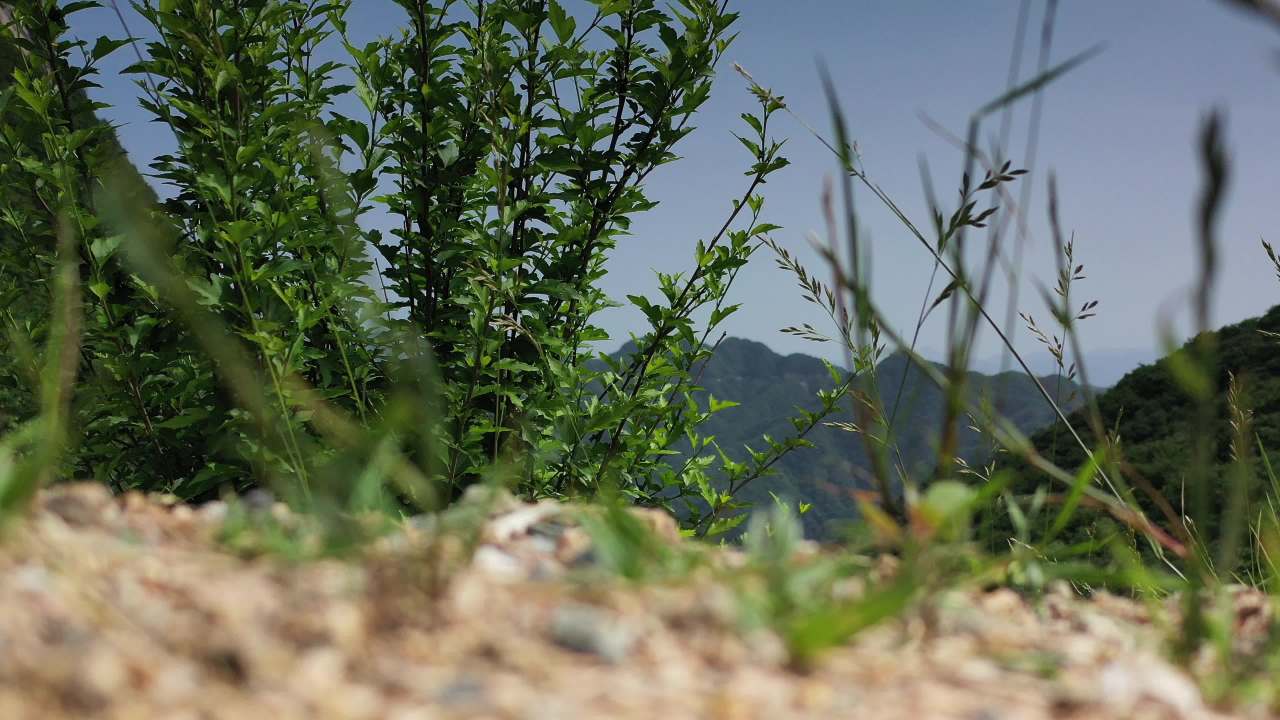 山间绿意盎然的蜿蜒之路
