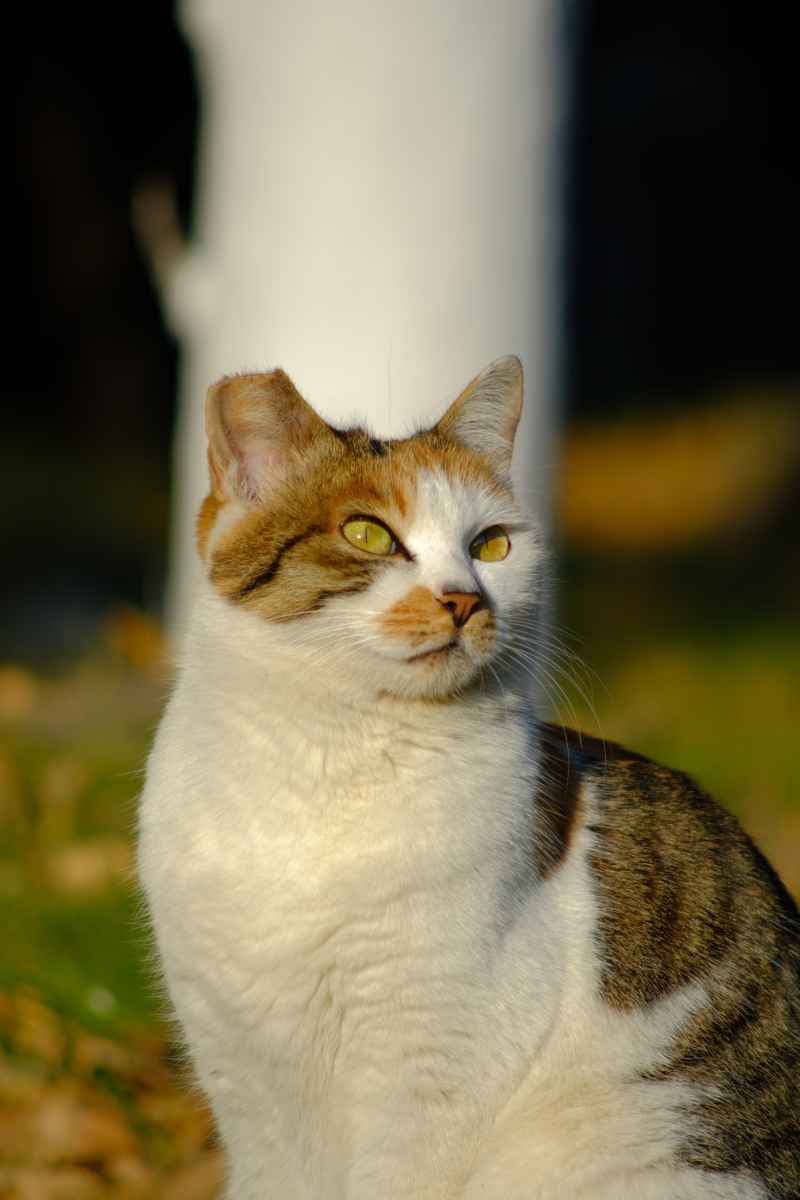 猫猫 1