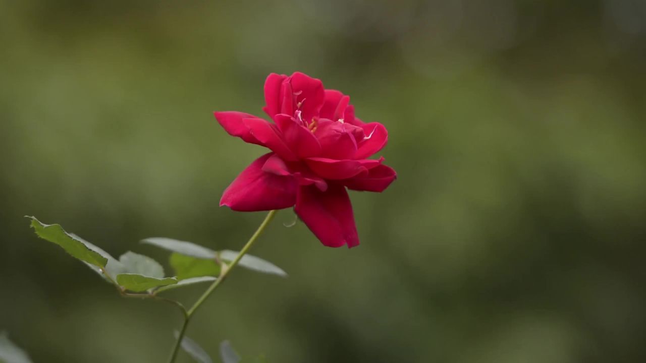 玫瑰花开花花园自然