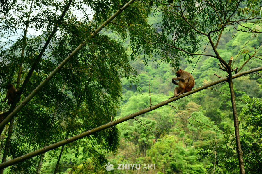 衢州药王山的猴群和山野瀑布 2