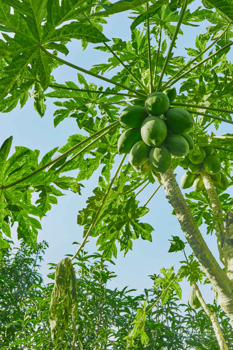 木瓜树