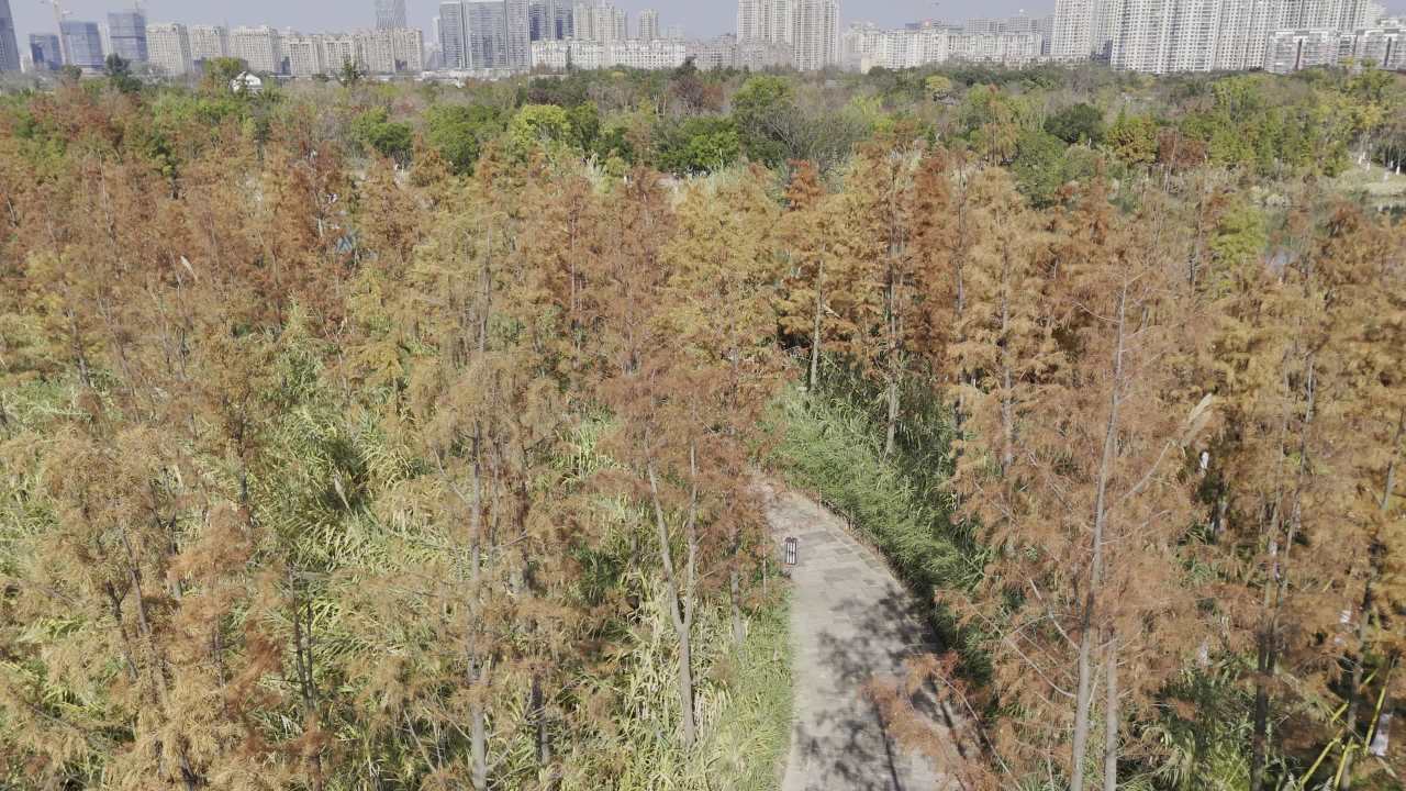 湿地红杉 12