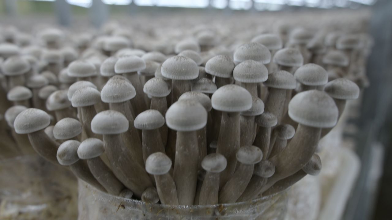 生长中的鹿茸菇