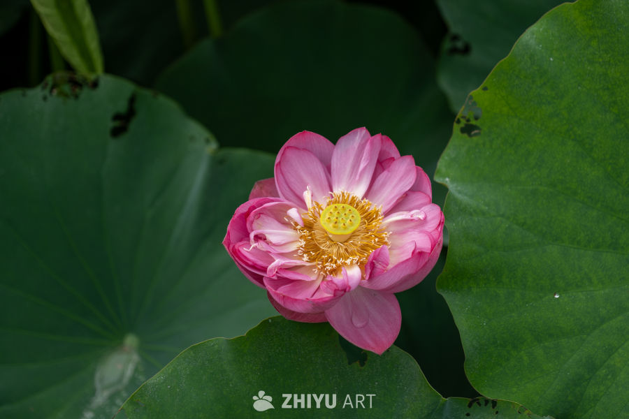 荷花 64