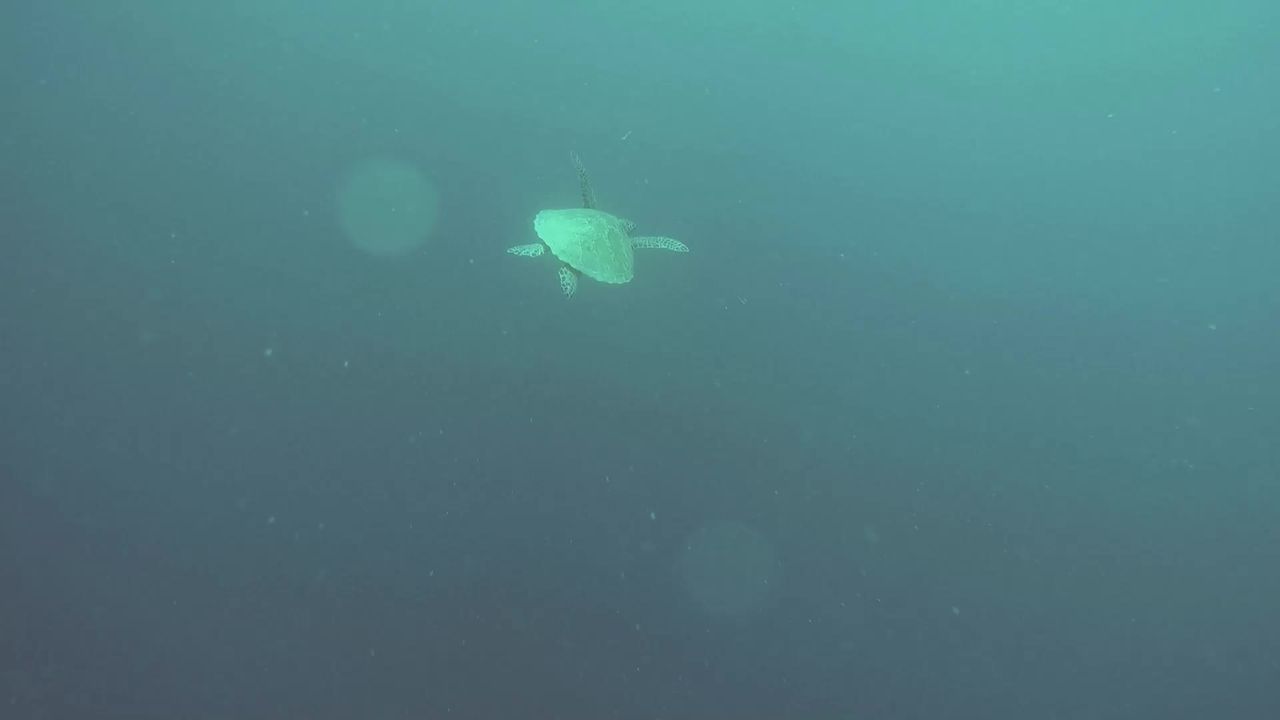 海龟桨水动物