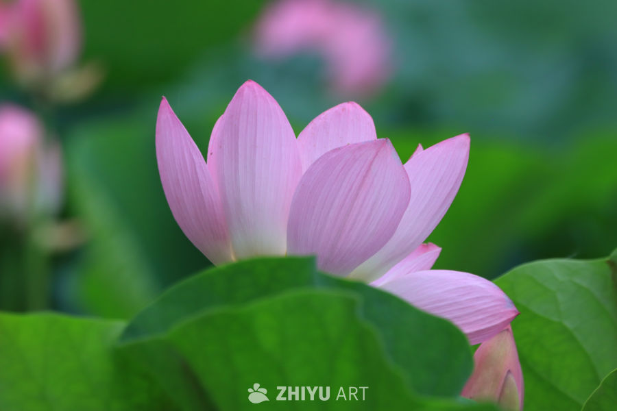 荷花 124