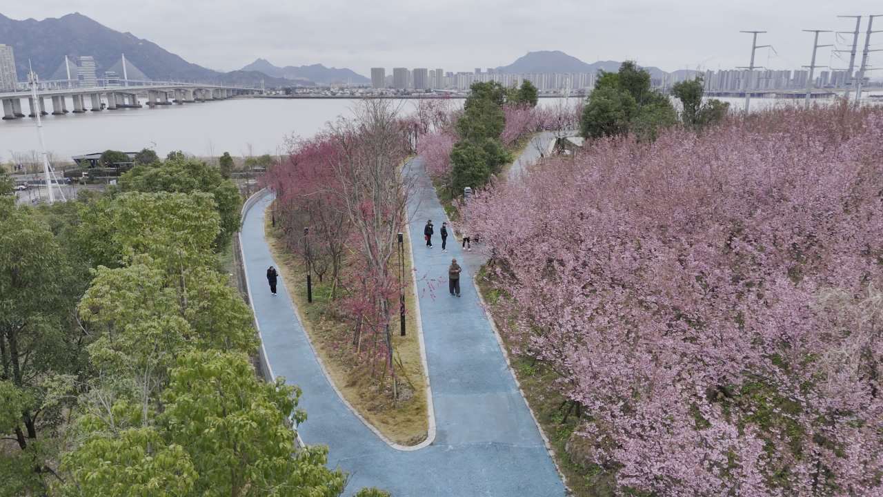 樱花盛开的公园
