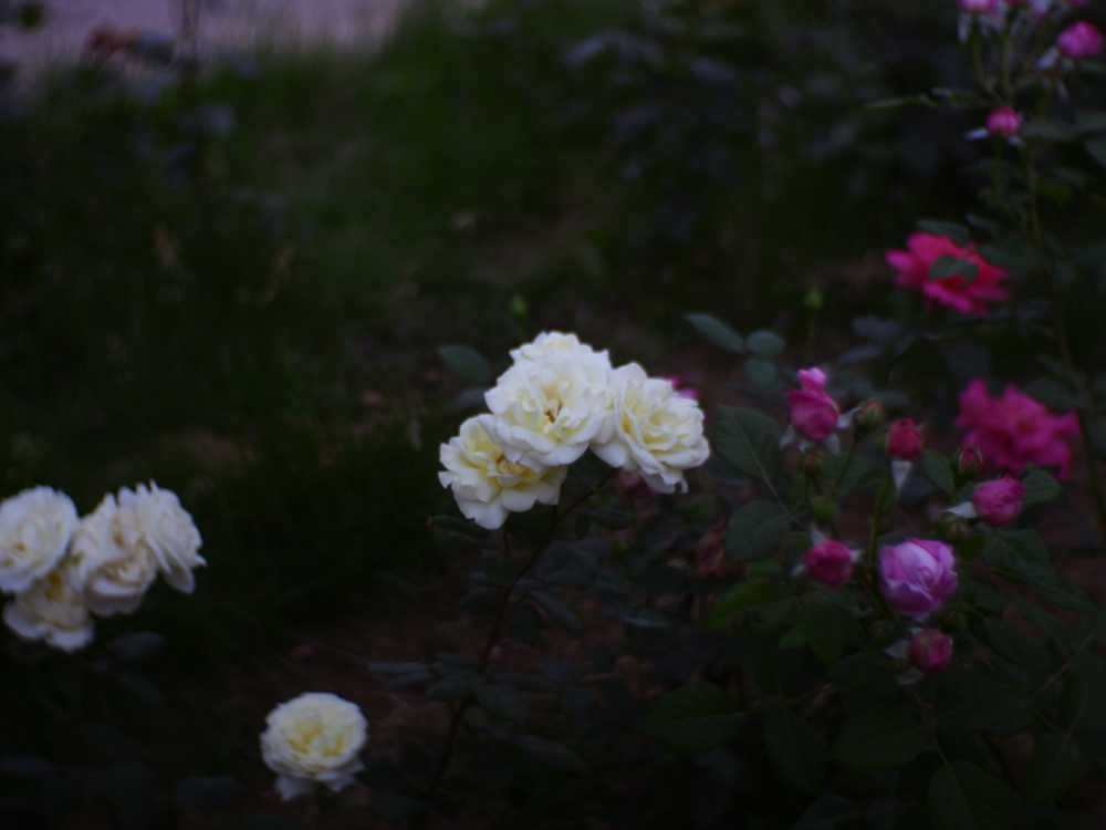 玫瑰花