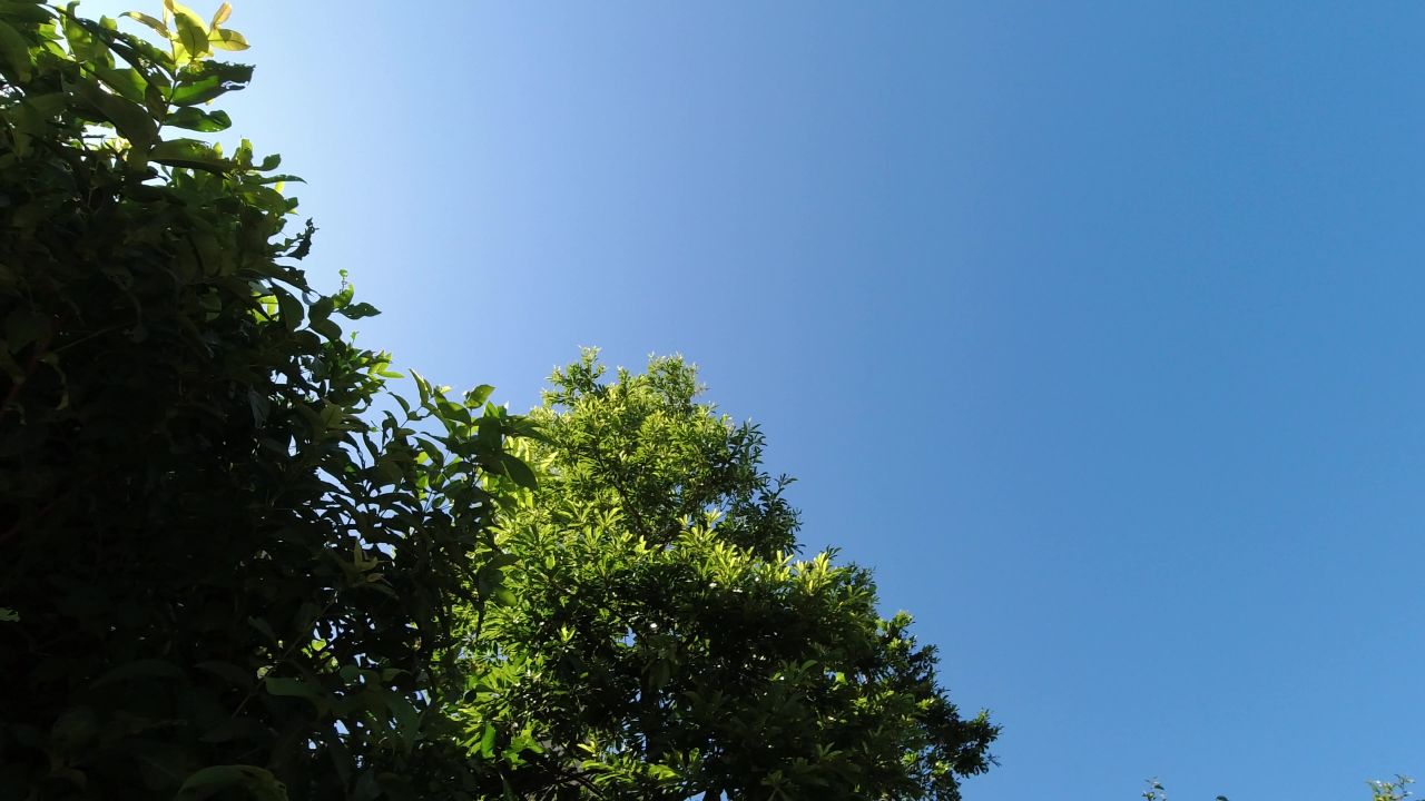 蓝天与树木，无云