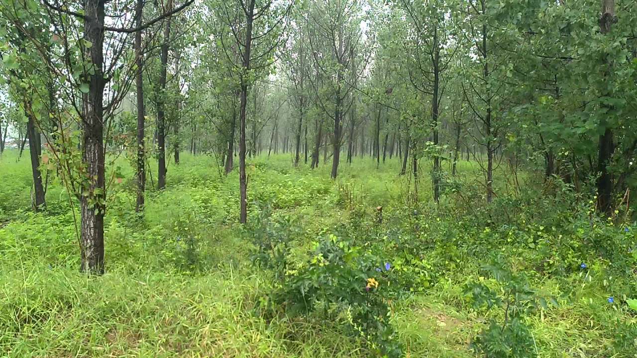 秋雨不识人间苦，依旧绵绵无绝期 2