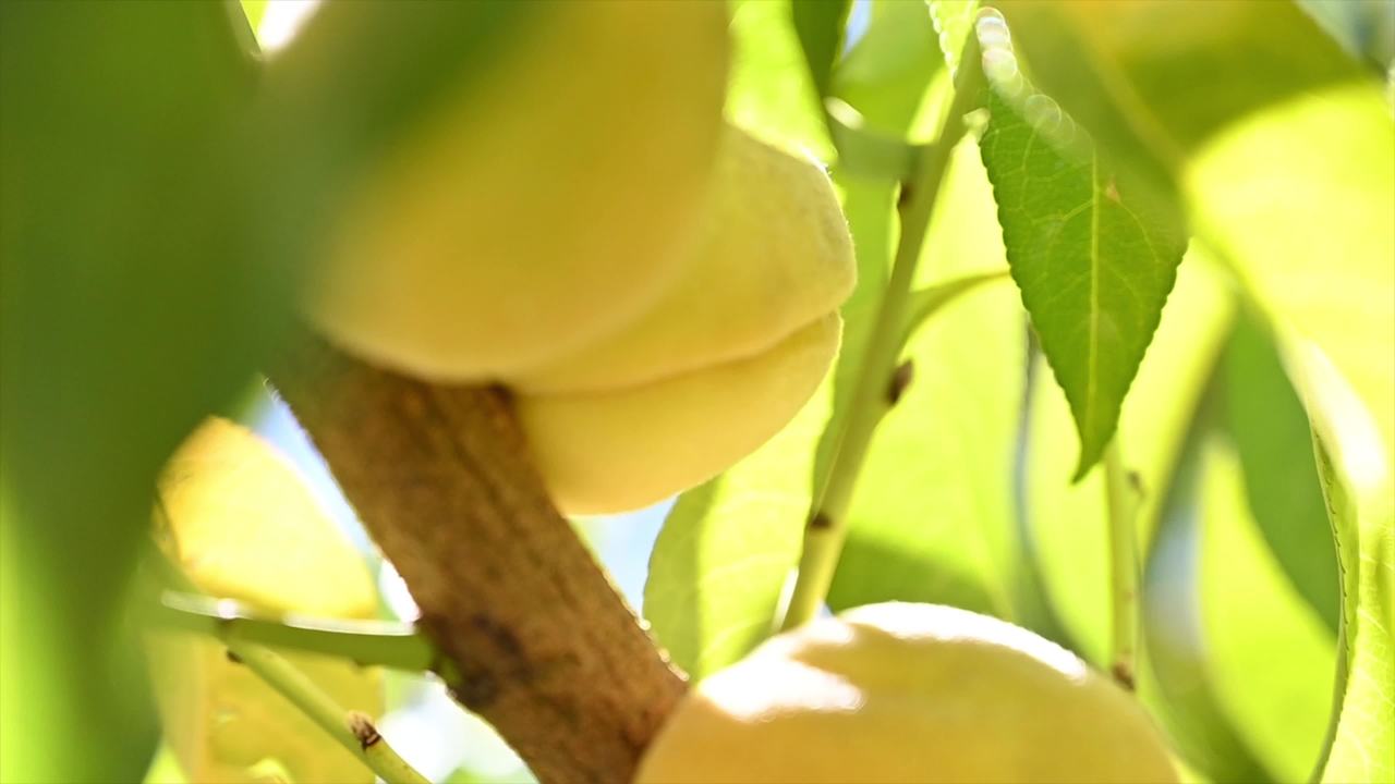 秋季水果丰收