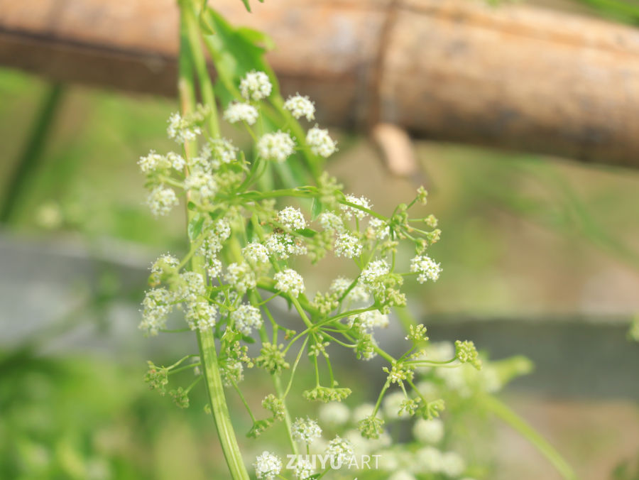 白花伞形植物特写