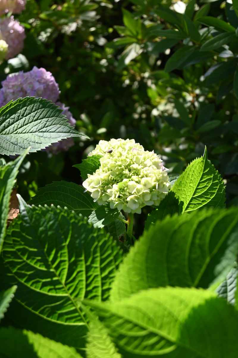 绣球花 2