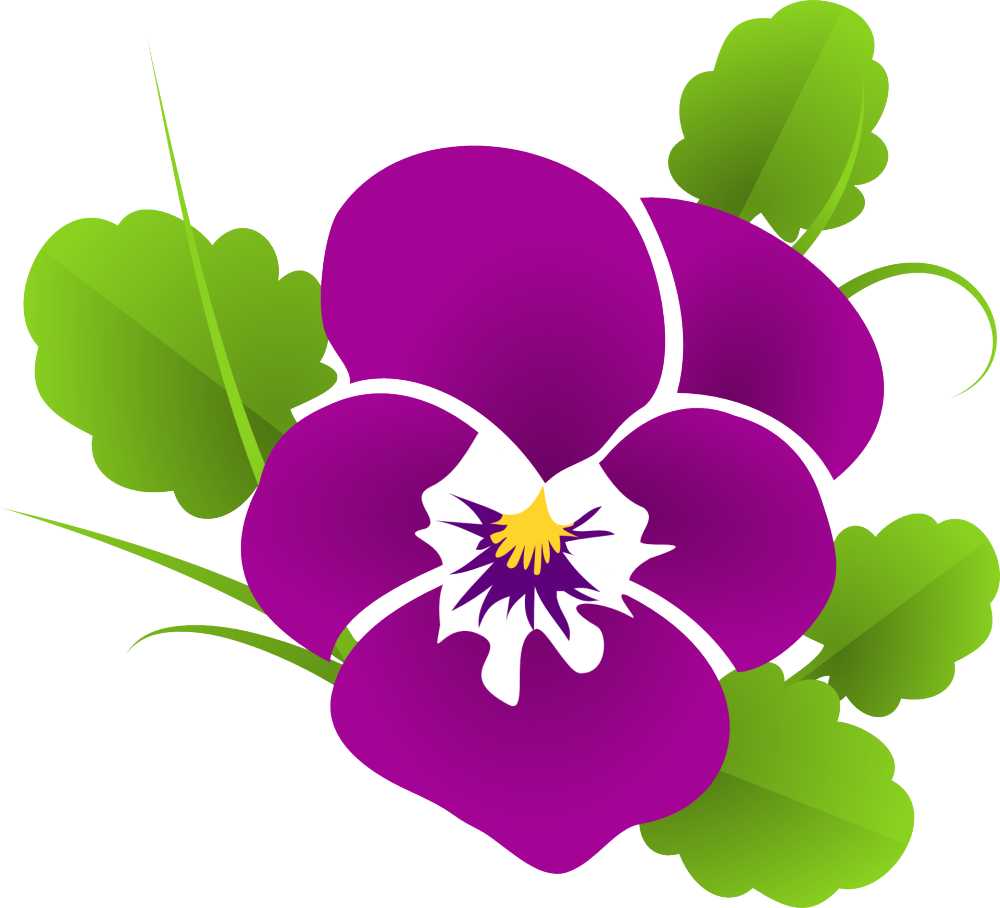 潘茜紫罗兰色中提琴堇开花花装饰花饰德卡优雅花香紫紫植物性质