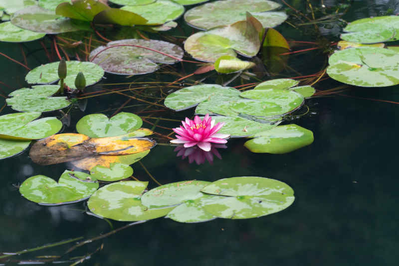 苏州荷花 8