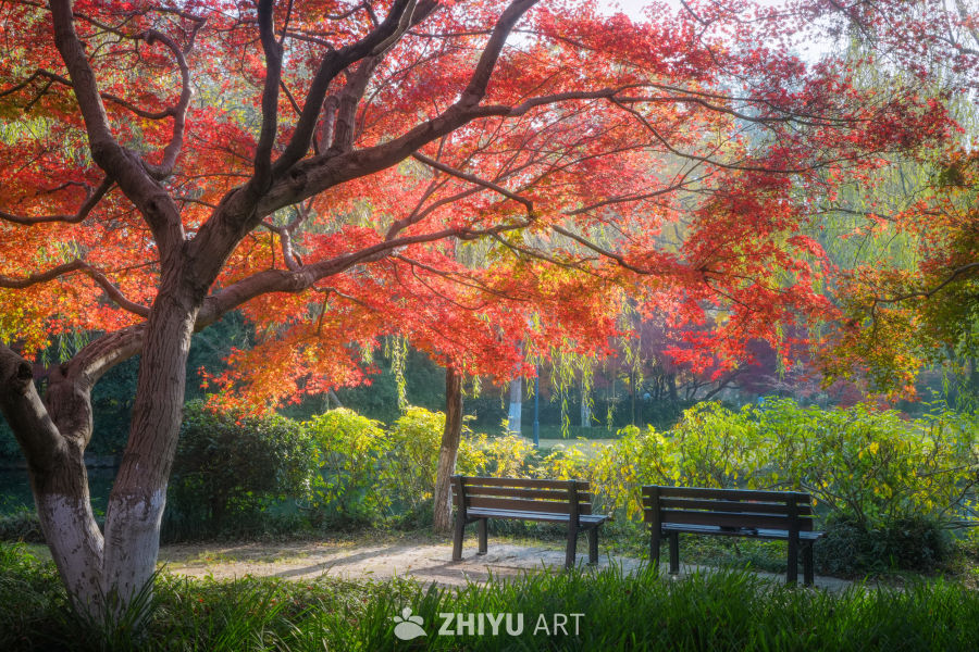 枫是冬日的序章