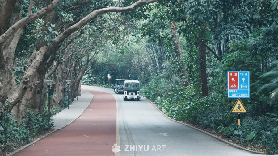 林荫小道上的观光之旅