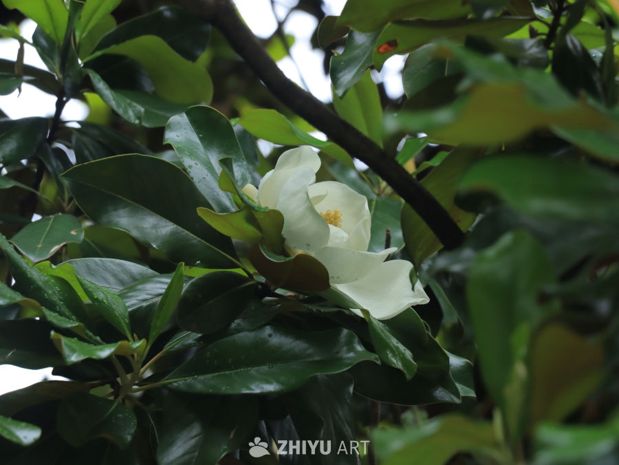 宁静的广玉兰花