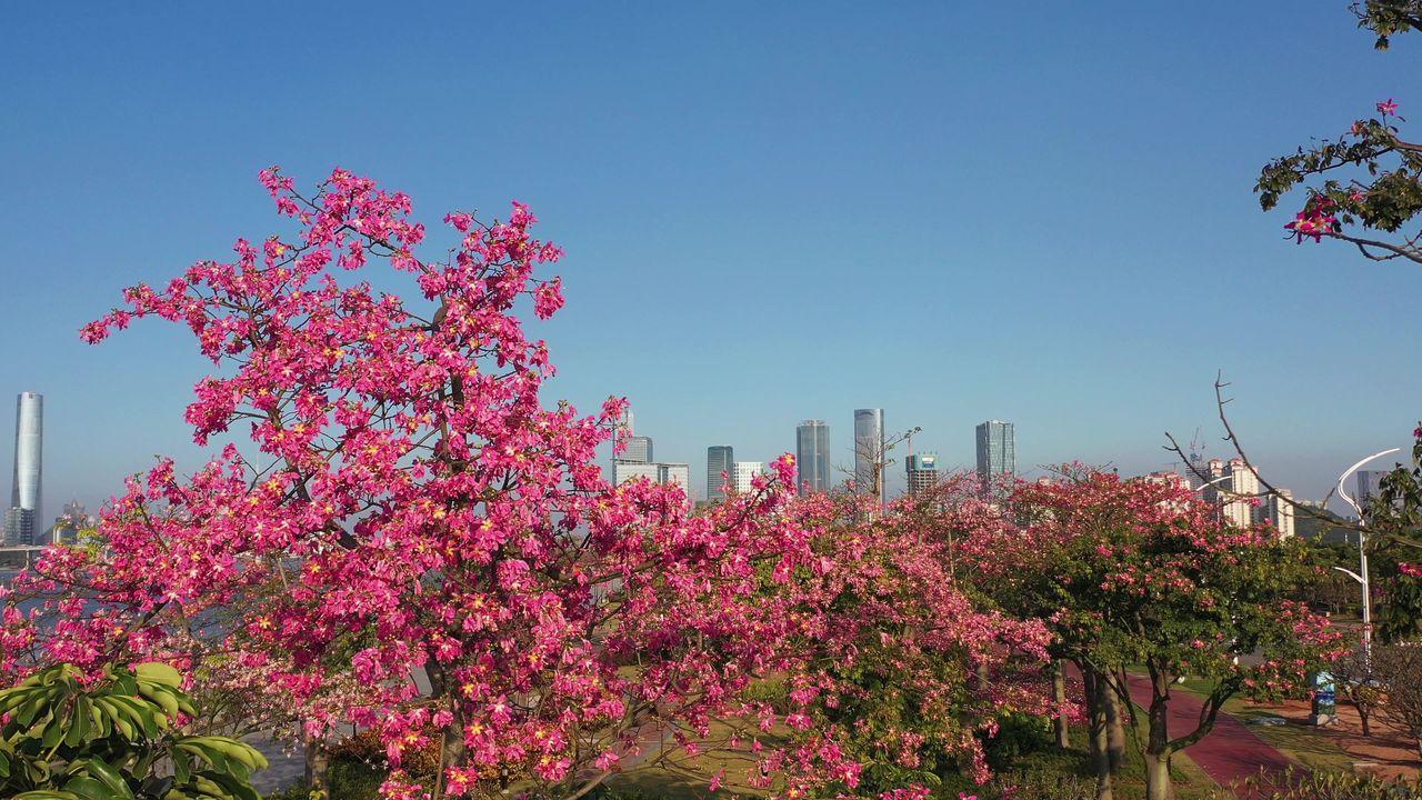 横琴花海长廊 5