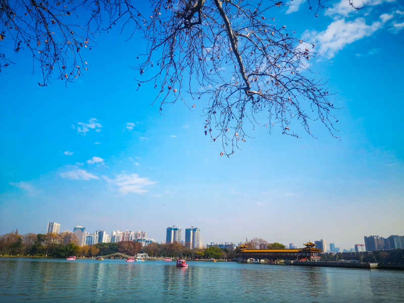蓝天下枯树枝掉落树叶秋景摄图  
