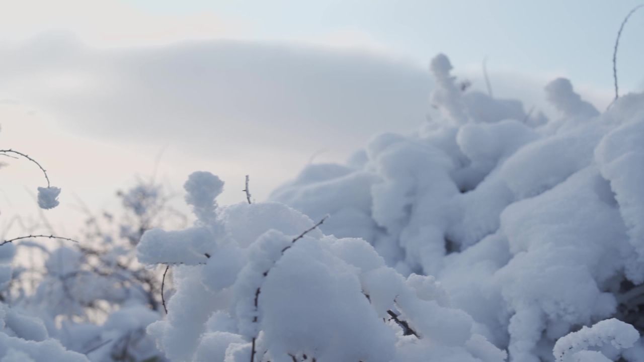 清晨峨眉山上盖着厚雪的灌木