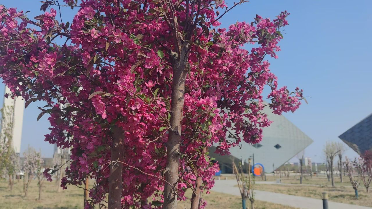 春天 花已开 5