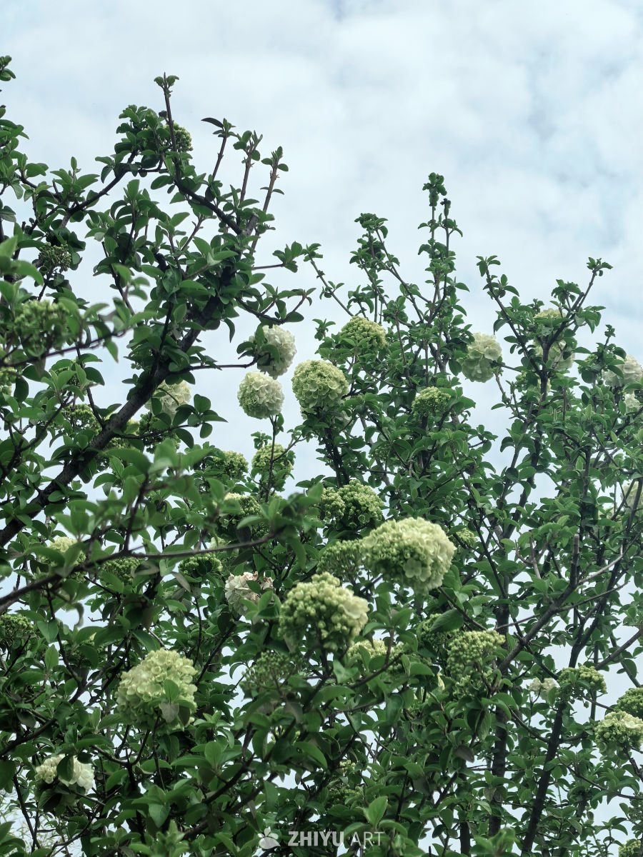 春天一定要拍花