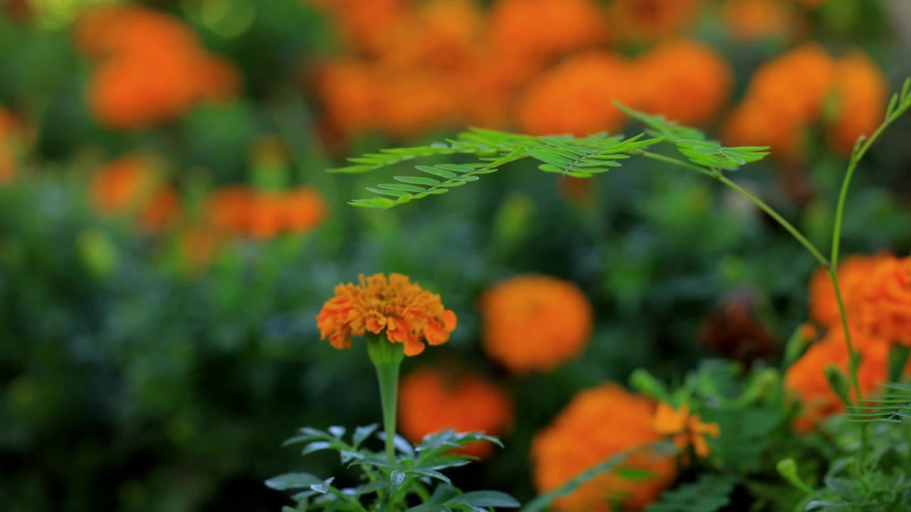 橙色花海的宁静时光