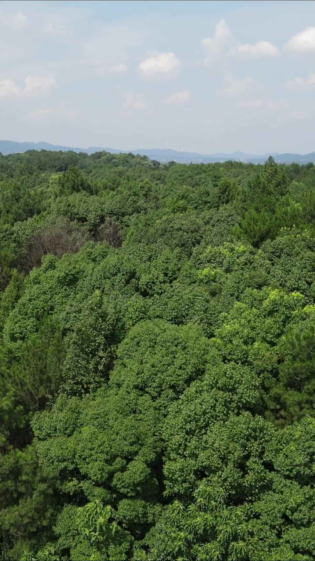 航拍贵州山川绿色森林植物竖屏 