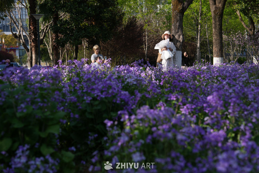 紫花盛开的公园