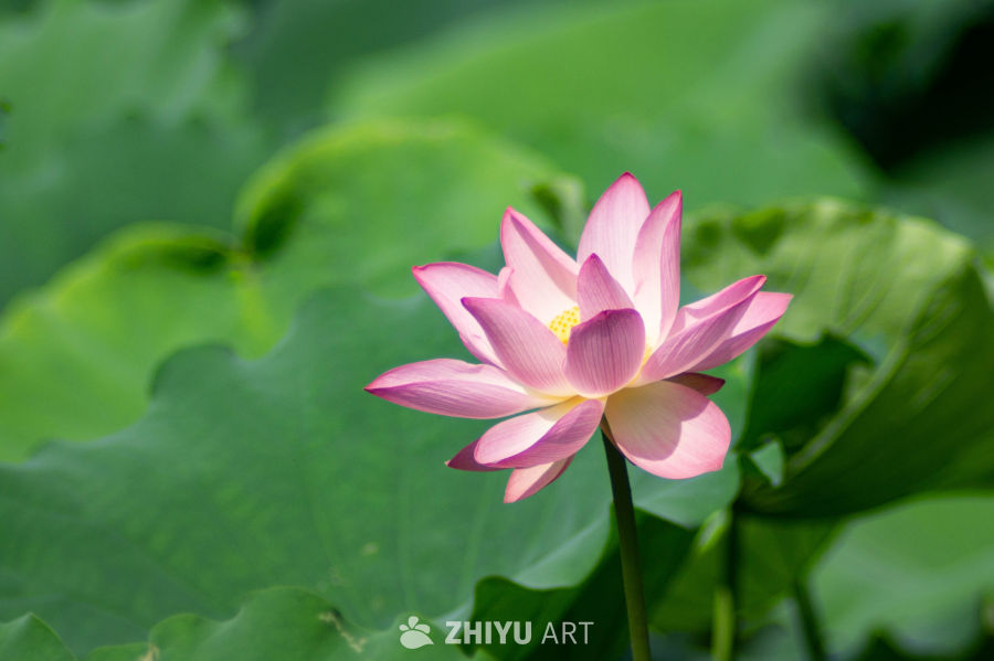 荷花 16