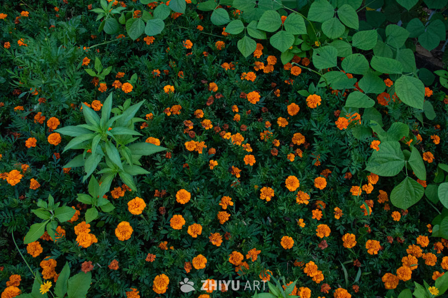 橙花绿叶的自然美景