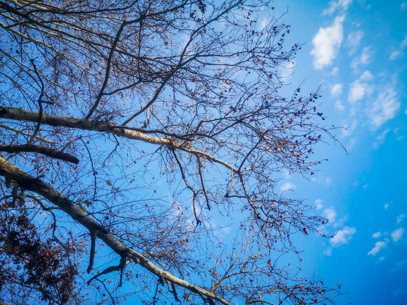 蓝天下枯树枝掉落树叶秋景摄图  